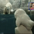 1237130851 polar-bear-attack