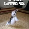 funny-cat-diving-in-pool
