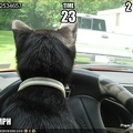 funny-pictures-cat-is-in-a-racing-game
