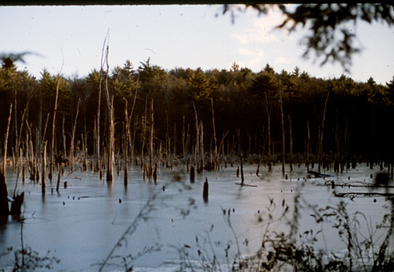 Gill woods swamp