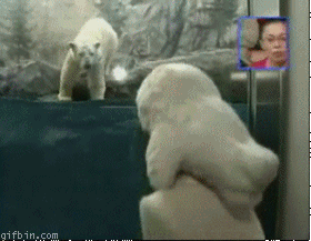 1237130851_polar-bear-attack.gif