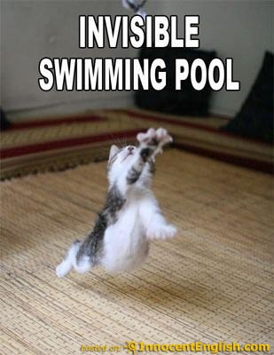 funny-cat-diving-in-pool